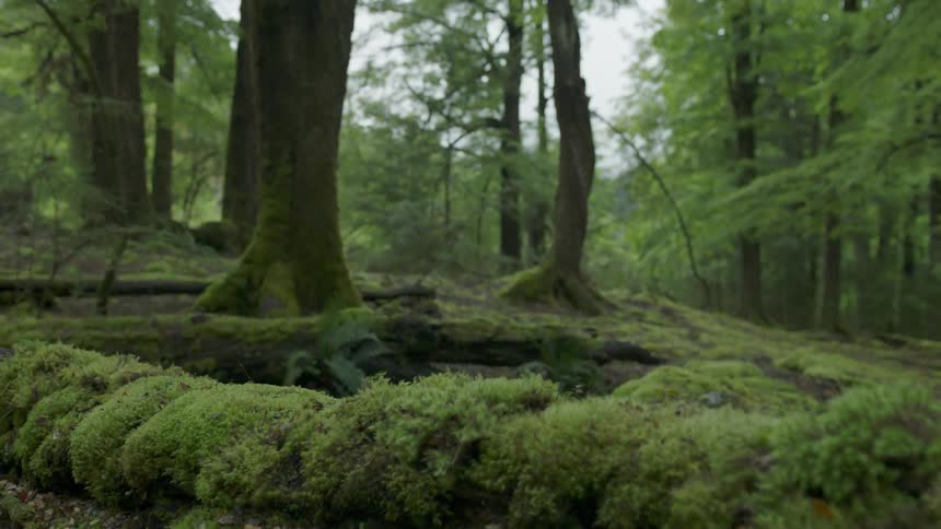 Mossy trees in a forest