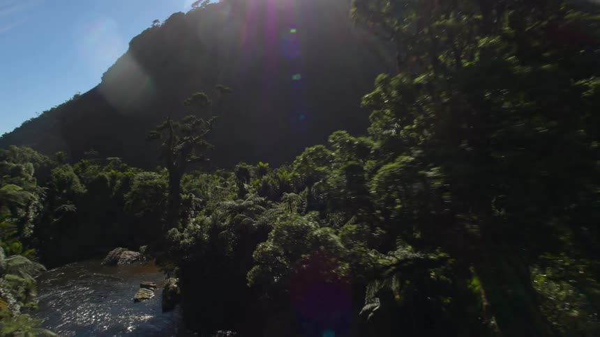 A sunlit river through dense forest