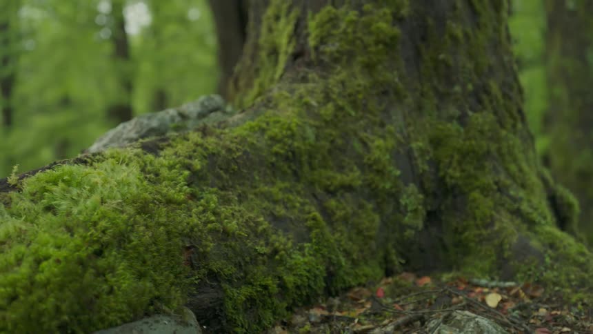 A mossy tree in a forest