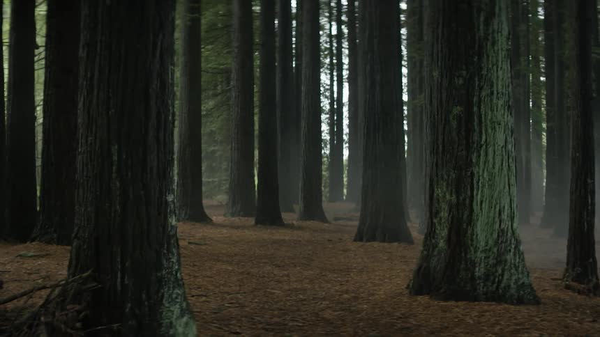 The forest is full of tall trees