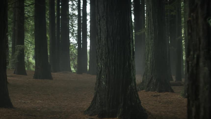 A loosely packed forest during the day