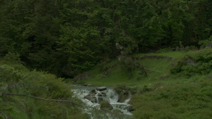 A small stream runs through the forest
