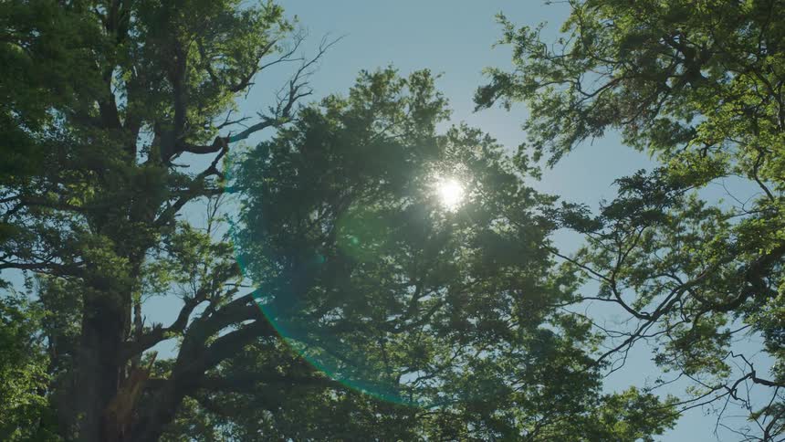 The sun shines through trees