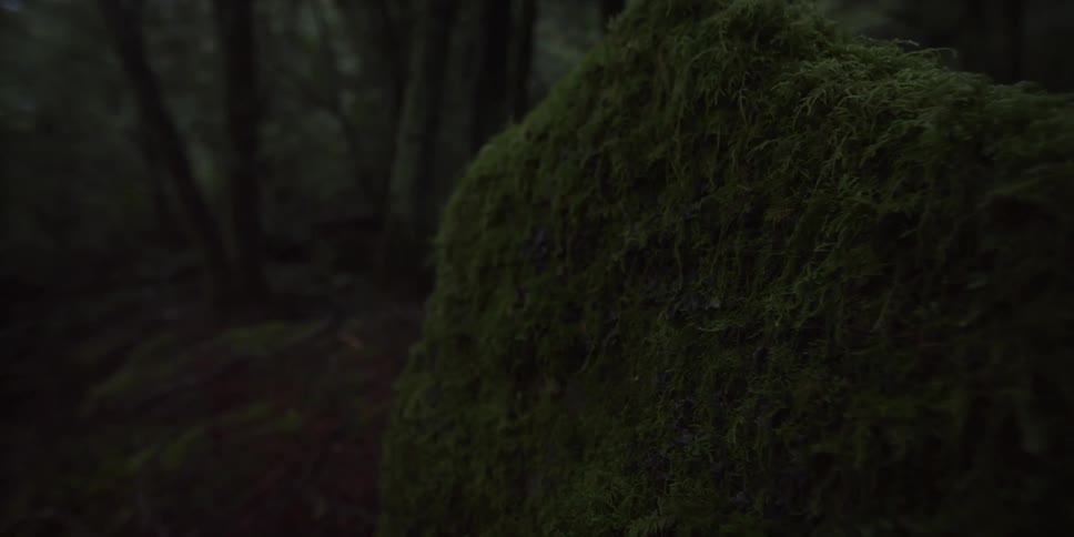 A rock in a forest is covered in green moss