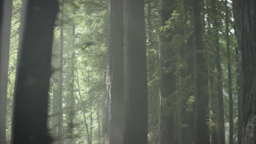 A misty forest