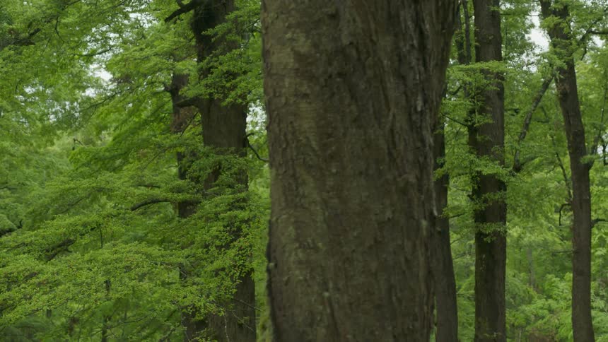 Trees grow in a forest during the day