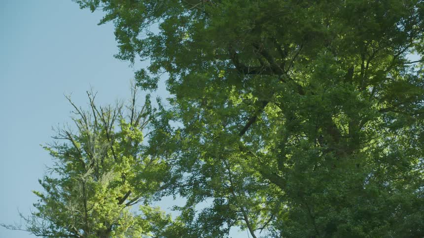 Trees on a clear day