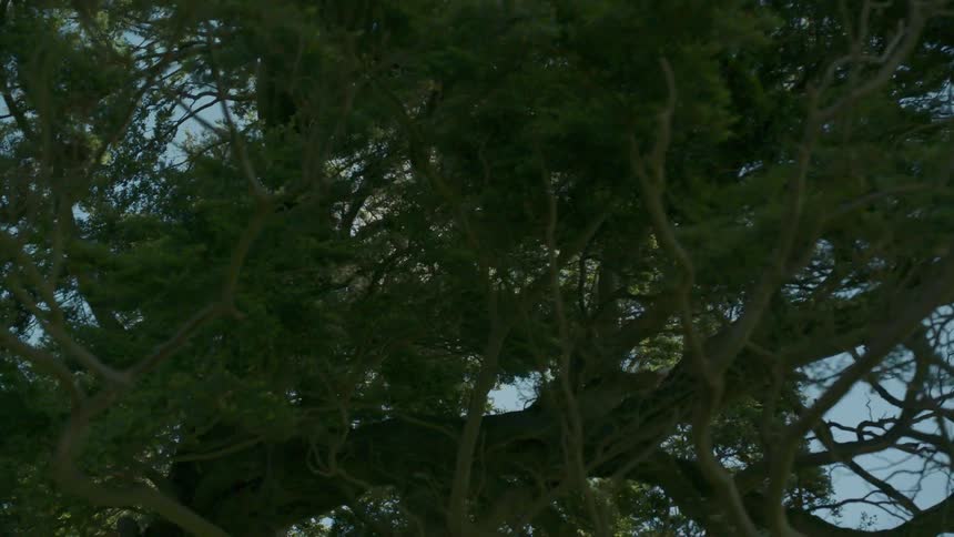 The trees and sky is being filmed