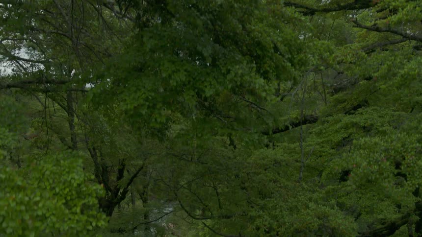 A thick green forest