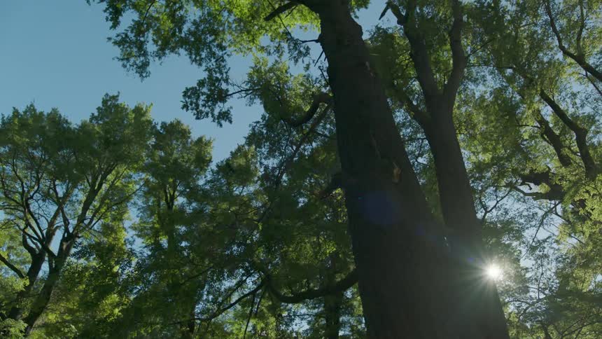 Sunlit trees under a blue sky