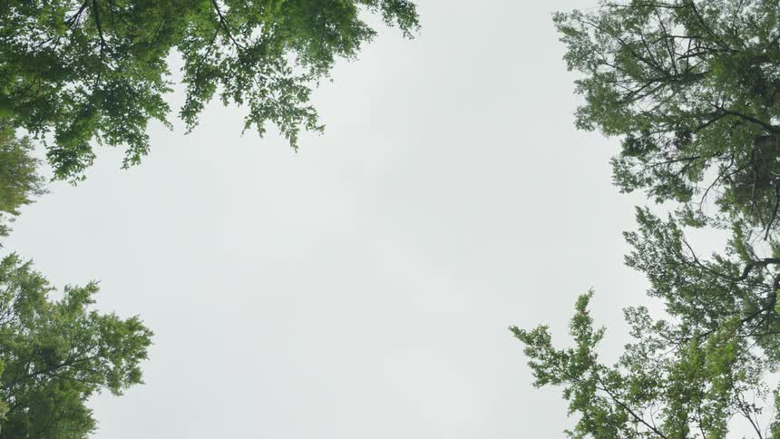 Tree branches hang above