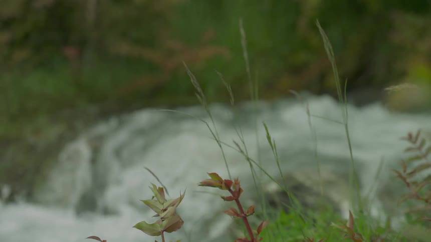 A gushing stream is being filmed from the bushes
