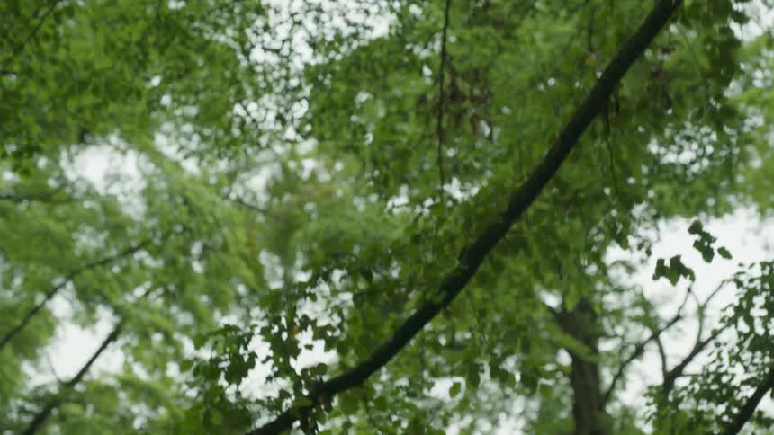 The sky is being filmed through some trees
