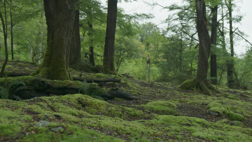 Moss covers the ground in a forest