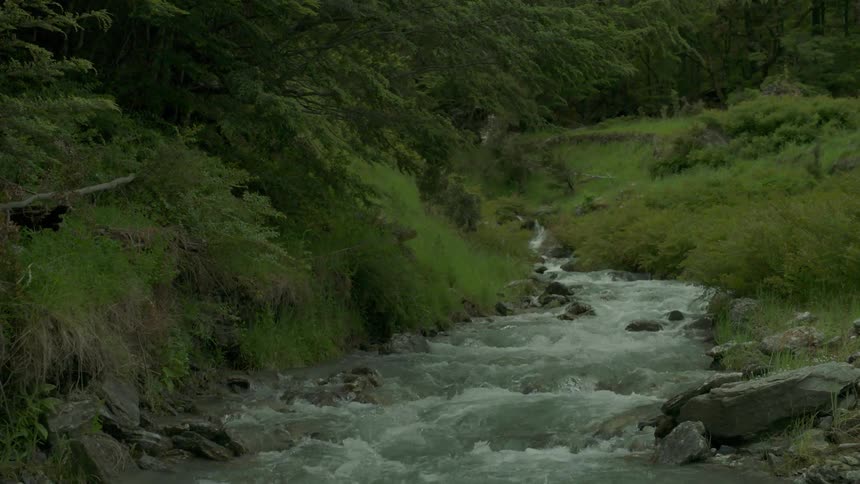 The small creek is running through the forest