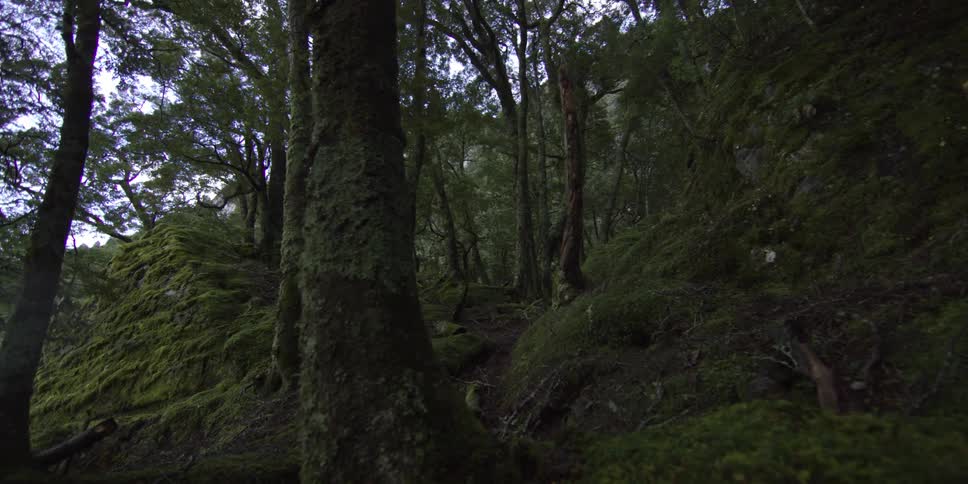 A mossy green forest hill