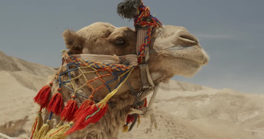 Close up of a camel's face as it walks through the desert