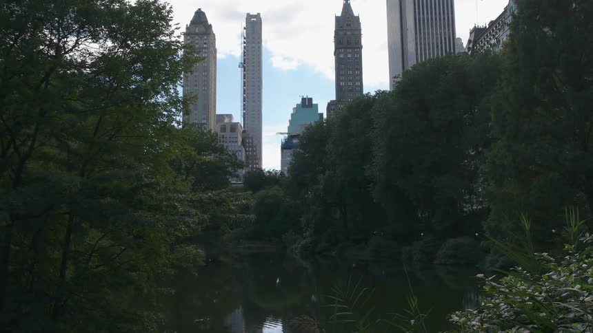 Trees ring a city park pond