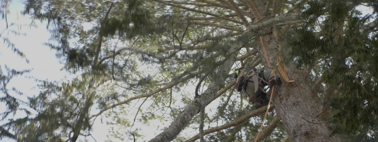 Man climbs a tree while wearing a harness