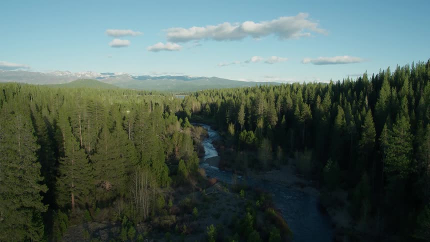 A river flows through a forest