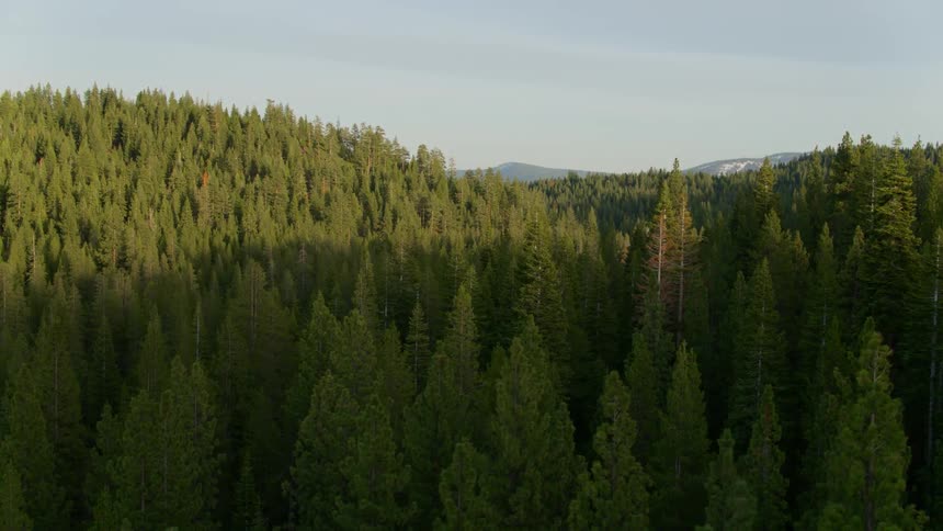 A large rolling forest