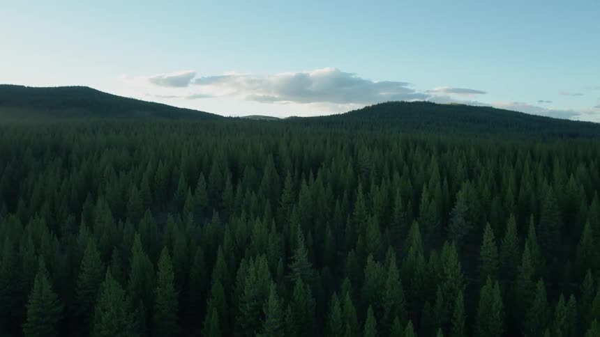 Pine trees cover a mountain landscape