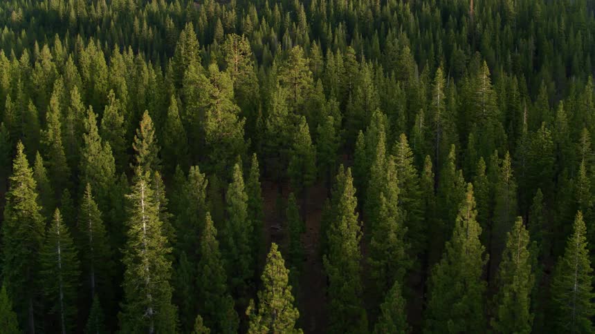 Trees cover the landscape