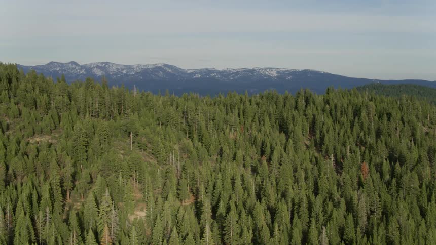 Tall trees tower in the forest