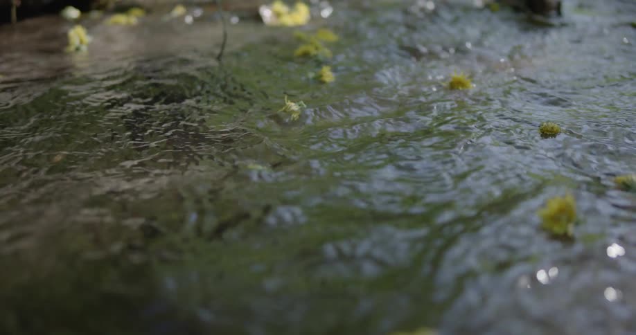 Flower petals float down the stream