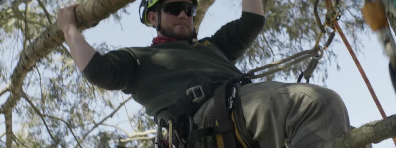 An arborist climbs on tree branches