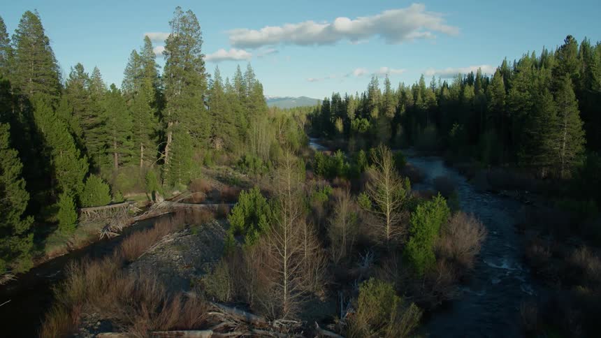 River flowing through the trees