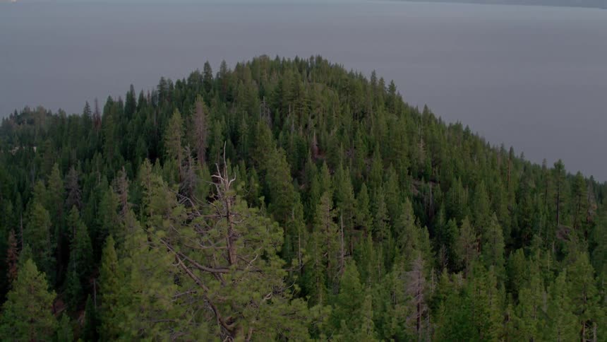 Tall trees cover the forest