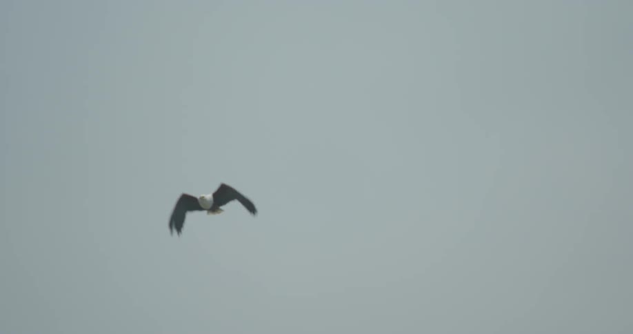A bird flies through the sky on a cloudy day