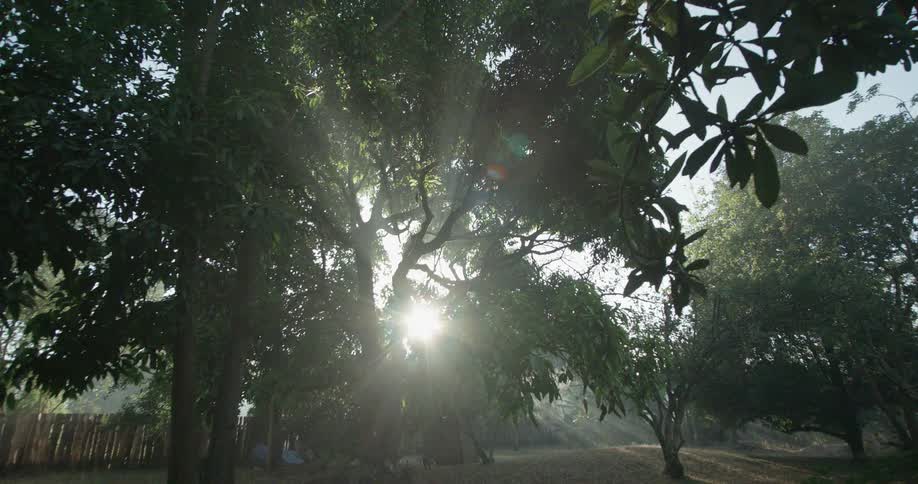 The sun shine filters through tree branches