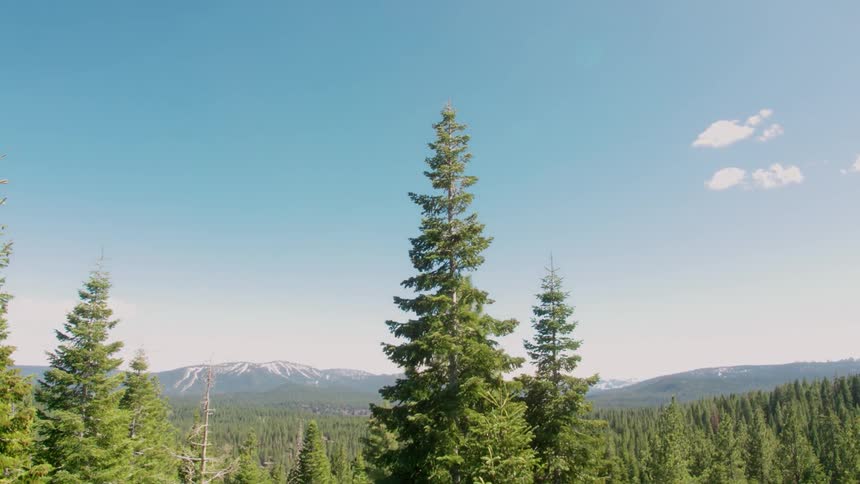 Tall trees reach into the sunny sky