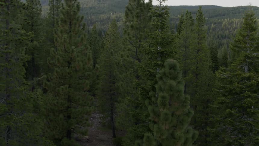 Surrounded by tall trees in mountains reverse moving aerial shot