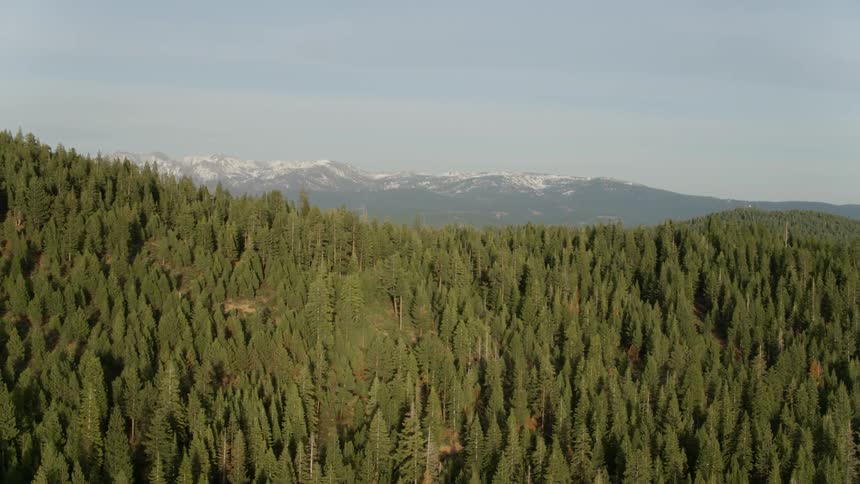 Tall trees tower in the forest reverse