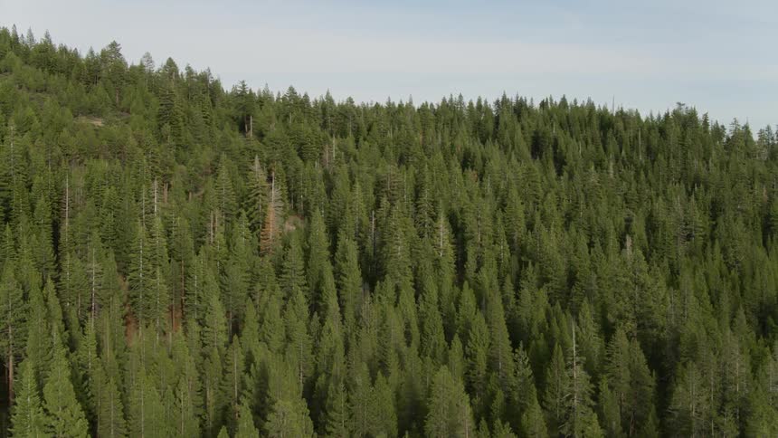 Tall trees tower in the forest