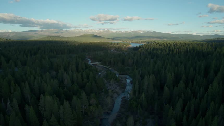 A stream cuts through the forest trees