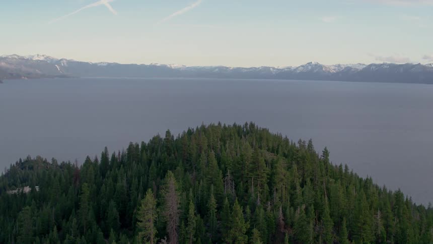 Tall trees tower in the forest next to a lake