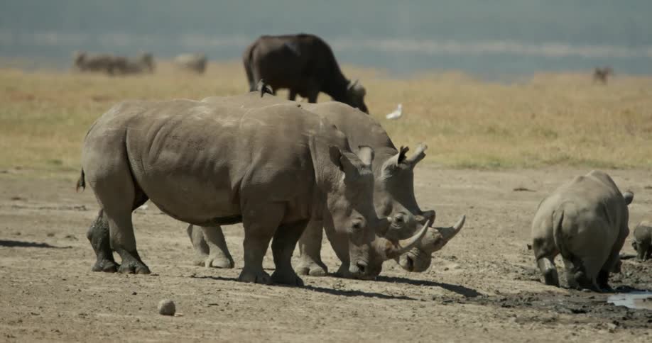 Rhinos are grazing on the field