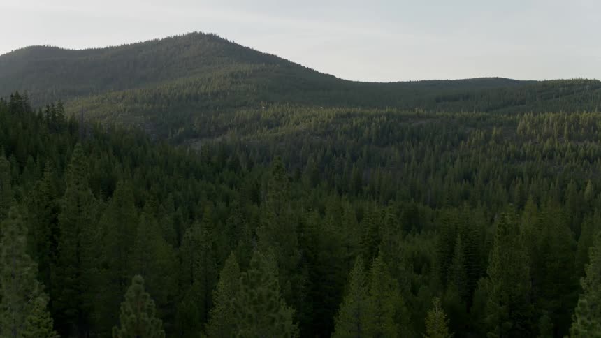 Pine trees cover a mountainside