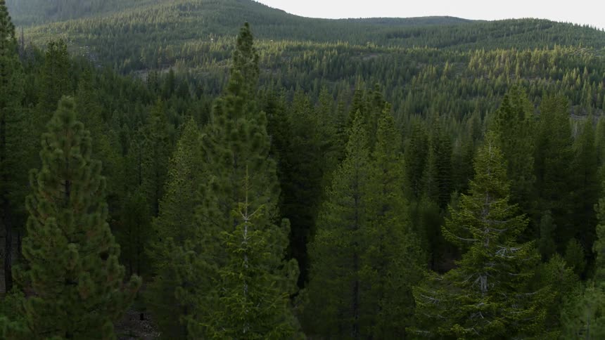 Pine trees cover a mountainside
