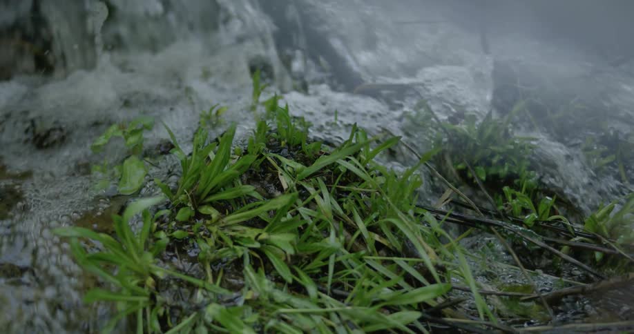 Water rushing on some greenery outdoors