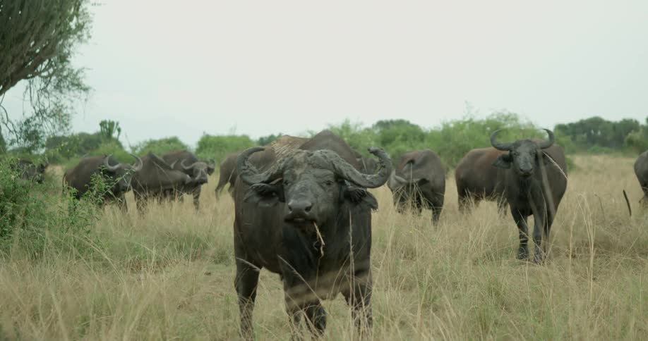 Several buffalo stand in a grassy field