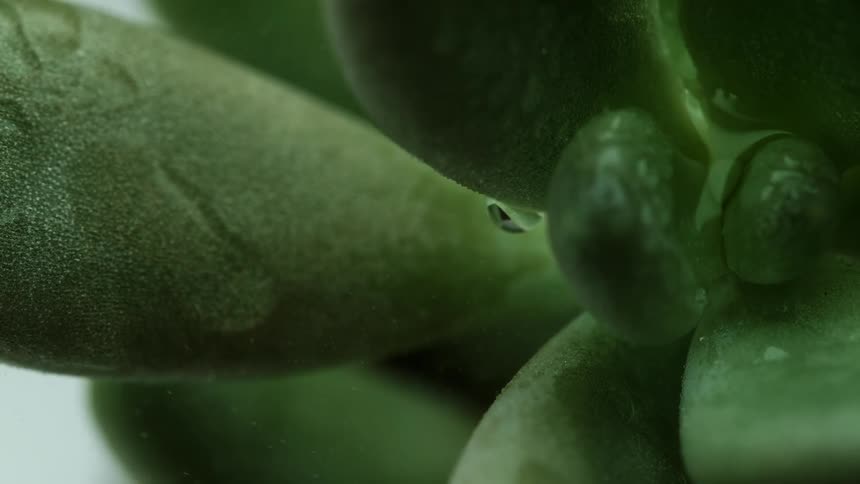 A green plant is misted with water
