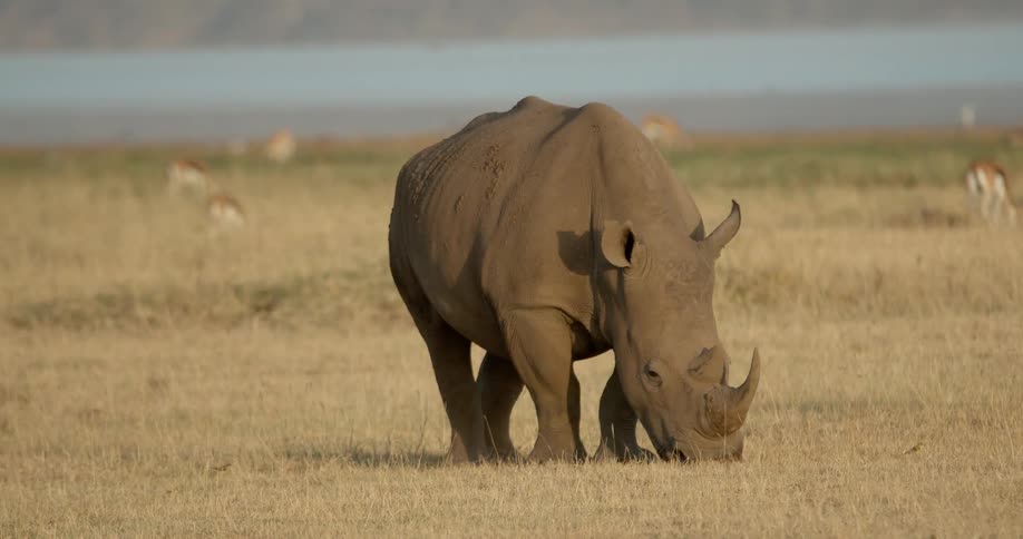 A rhino eats grass in a field