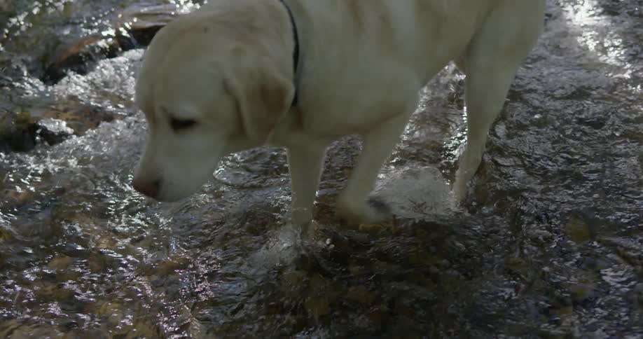 A woman walks her dog across a stream in the forest