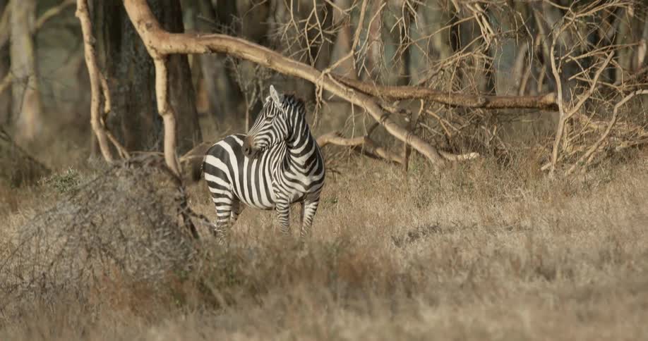 A zebra walks slowly through the field
