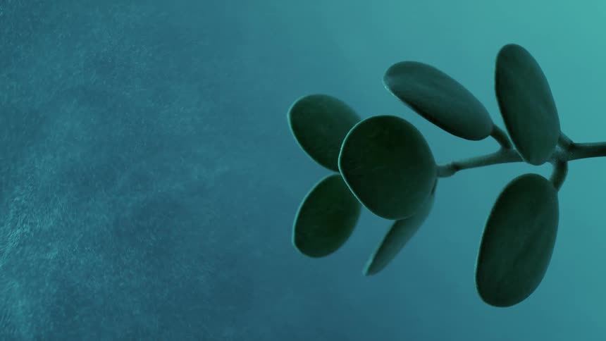 Mist falls on a small green plant